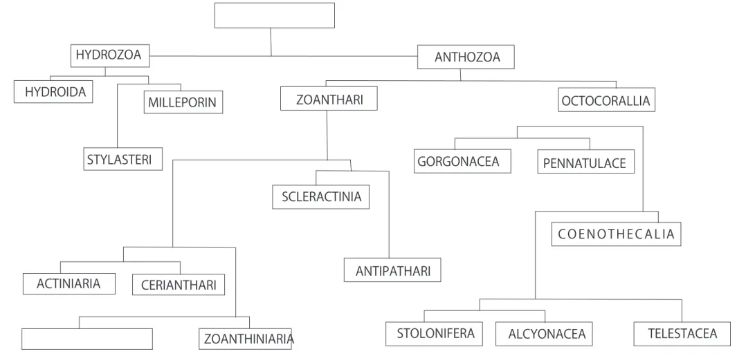 Gambar 1. Klasifikasi umum dari Cnidaria