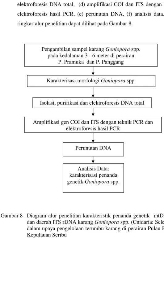 Gambar 8  Diagram  alur  penelitian  karakteristik  penanda  genetik    mtDNA  COI  dan daerah ITS rDNA karang Goniopora spp