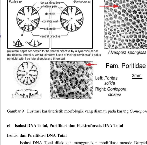 Gambar 9   Ilustrasi karakteristik morfologik yang diamati pada karang Goniopora. 