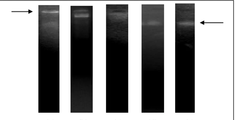 Gambar 10   Hasil  purifikasi  DNA  total  pada  :  (a)  G.  stokesi,  (b)  G.  palmensis          (c)  G