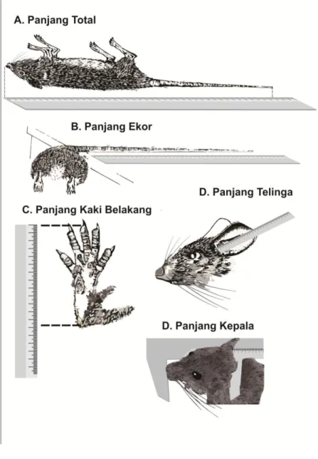 Gambar 6. Pengukuran badan untuk identifikasi tikus 