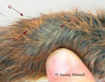 Gambar 7. Rambut bagian punggung  Niviventer sp. G: rambut  pengawal; C: rambut atas, S: rambut bawah 