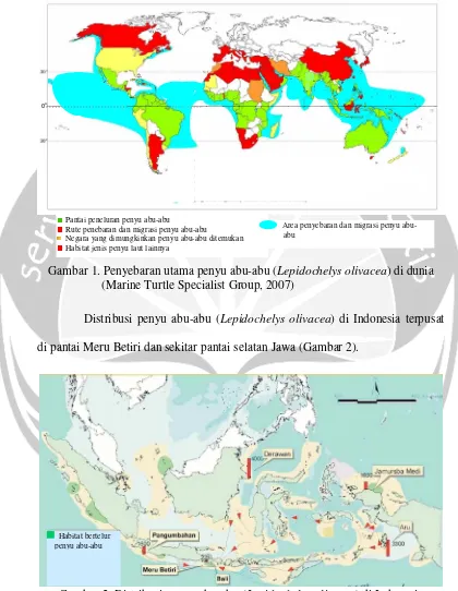 Gambar 2. Distribusi penyu abu-abu (Lepidochelys olivacea) di Indonesia(Ardiansyah, 2004)