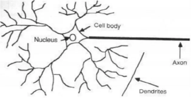 Gambar 1. Neuron biologis (Oladele et al., 2014) 
