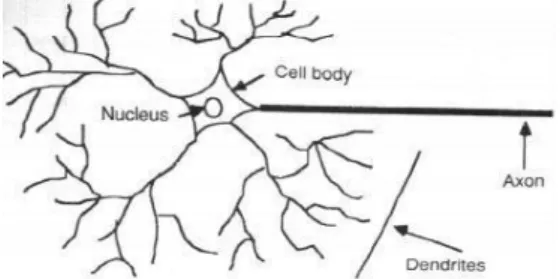 Gambar 1 Neuron Biologis [12] 