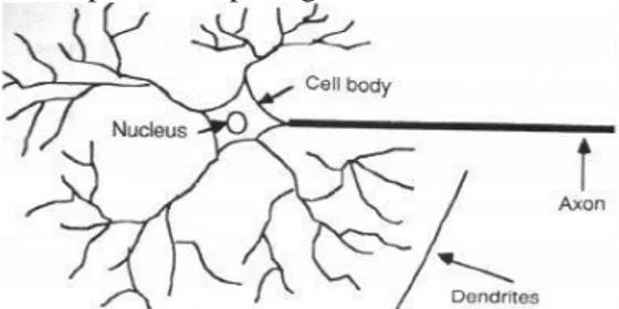 Gambar 1. Neuron Biologis (Oladele et al., 2014) 