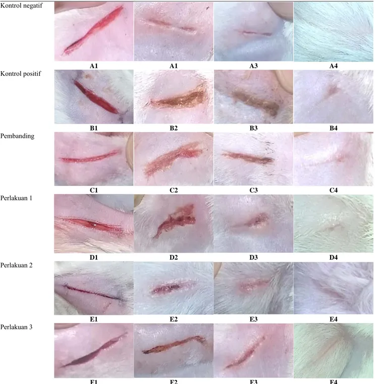 Gambar 1. Tampilan morfologis luka pada kulit mencit hari ke-0, 3, 7, dan 14 perlakuan
