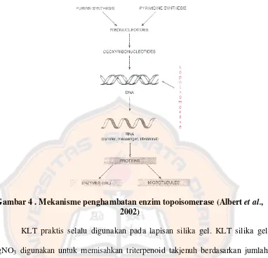 Gambar 4 . Mekanisme penghambatan enzim topoisomerase (Albert et al., 