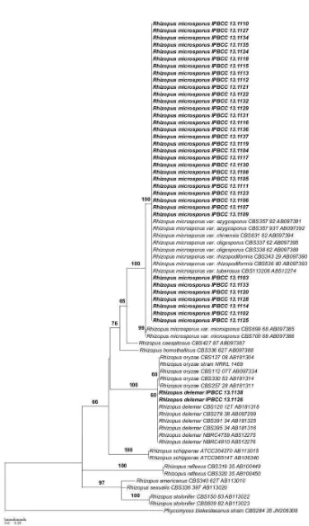 Gambar 1 Pohon filogenetik galur Rhizopus     asal tempe Indonesia berdasarkan gen ITS dengan metode maximum likelihood model T92+G+1