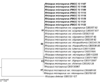 Gambar 2 Pohon filogenetik galur Rhizopus microsporus asal tempe Indonesia berdasarkan gen ITS dengan metode Neighbor Joining model maximum composite likelihood