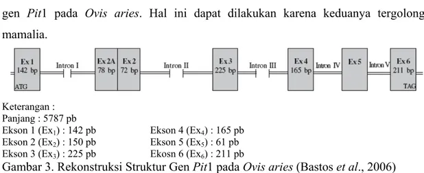 Gambar 3. Rekonstruksi Struktur Gen Pit1 pada Ovis aries (Bastos et al., 2006)  Rekonstruksi struktur gen Pit1 pada Ovis  aries mempunyai 6 ekson dan 5  intron, dimana panjang fragmen ekson 1 (Ex 1 ) 142 pb, ekson 2 (Ex 2 ) 150 pb, ekson 3  (Ex 3 ) 225 pb,