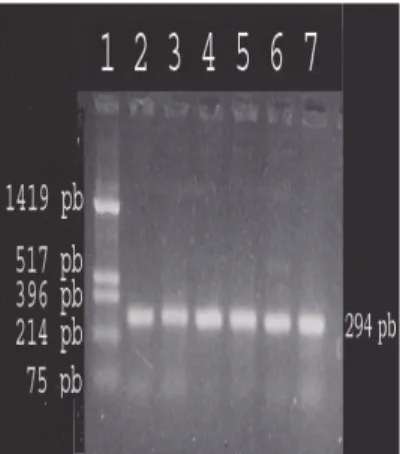 Gambar  1.  Fragmen  hasil  PCR.  Fragmen  294  pb  gen  tRNA Leu  mtDNA  yang  diamplifikasi dengan menggunakan primer D 1  dan D 2  ditunjukkan pada  lajur  2,3,4,5,6  dan  7