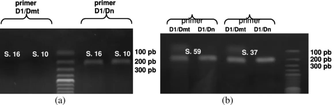 Gambar  3.  Karakterisasi  elektroforegram  hasil  PASA.  (a)  menunjukkan  contoh  sampel  yang  tidak  mempunyai  mutasi  A3243G,  sedangkan  (b)  dua  sampel  yang  mempunyai  mutasi  tersebut