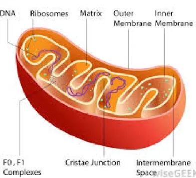 Gambar 1. Struktur mitokondria  