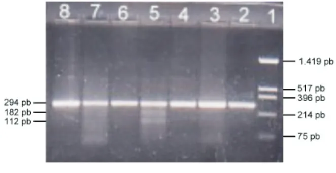 Gambar  1.  Fragmen  hasil  PCR.  Fragmen  294  pb  gen  tRNA Leu  mtDNA  yang  diamplifikasi  dengan  menggunakan primer D  dan D ditunjukkan  1 2 
