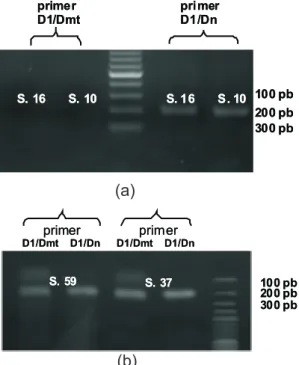 Gambar 3. Karakterisasi elektroforegram hasil PASA. (a)  menunjukkan  contoh  sampel  yang  tidak  mempunyai  mutasi  A3243G,  sedangkan  (b)  dua sampel yang mempunyai mutasi tersebut