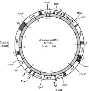 Gambar 5.  Genom Mitokondria pada B. indicus 