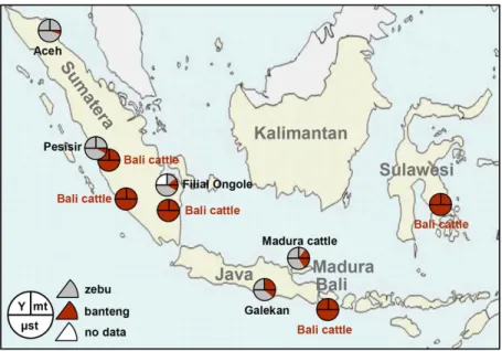Gambar  8.  Konstruksi  Pohon  Filogenik  Sapi  Asli  dan  Sapi  Lokal  Indonesia  Berdasarkan DNA Daerah CO I 