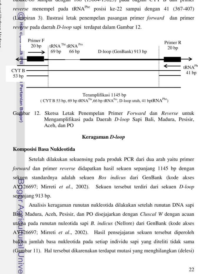 Gambar  12.  Sketsa  Letak  Penempelan  Primer  Forward  dan  Reverse  untuk  Mengamplifikasi  pada  Daerah  D-loop  Sapi  Bali,  Madura,  Pesisir,  Aceh, dan PO 
