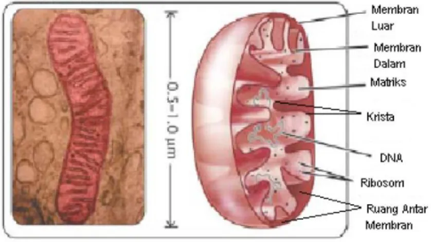 Gambar 3 struktur mitokondria [12] 