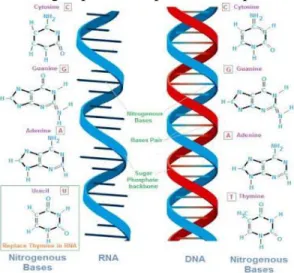 Gambar 4.Sruktur DNA, basa nitrogen purin dan  pirimidin. [15] 