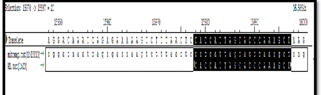 Gambar 6 Primer majuM1menggunakan program seqman DNA star 