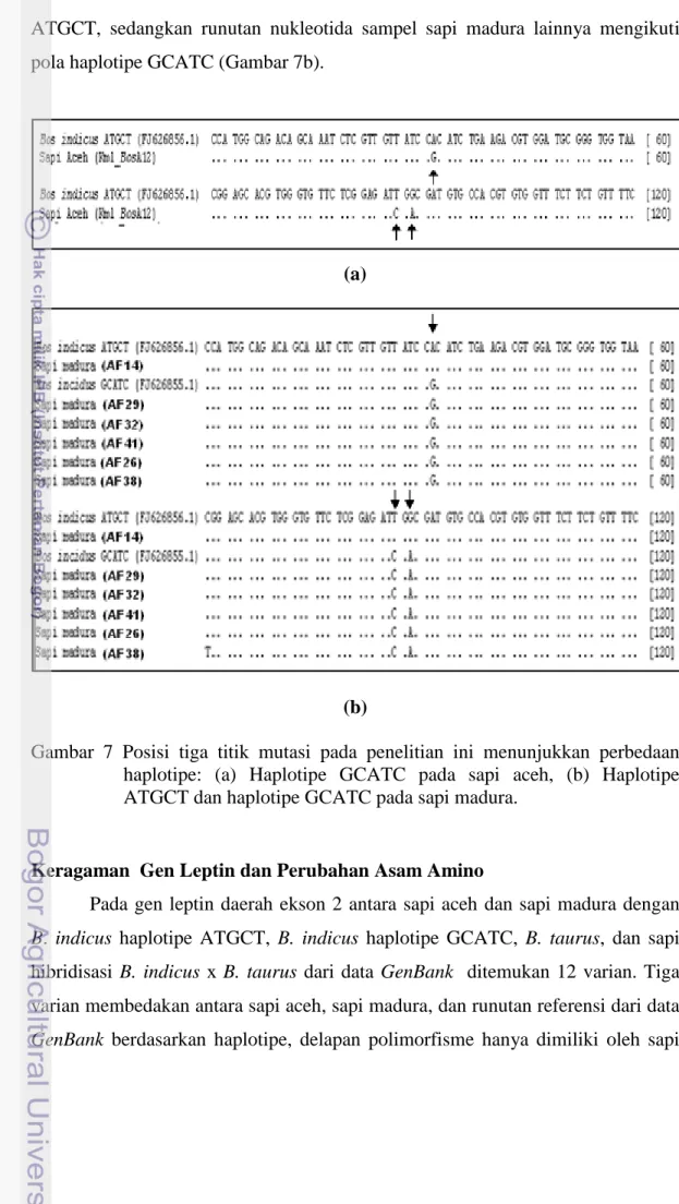 Gambar  7  Posisi  tiga  titik  mutasi  pada  penelitian  ini  menunjukkan  perbedaan  haplotipe:  (a)  Haplotipe  GCATC  pada  sapi  aceh,  (b)  Haplotipe  ATGCT dan haplotipe GCATC pada sapi madura