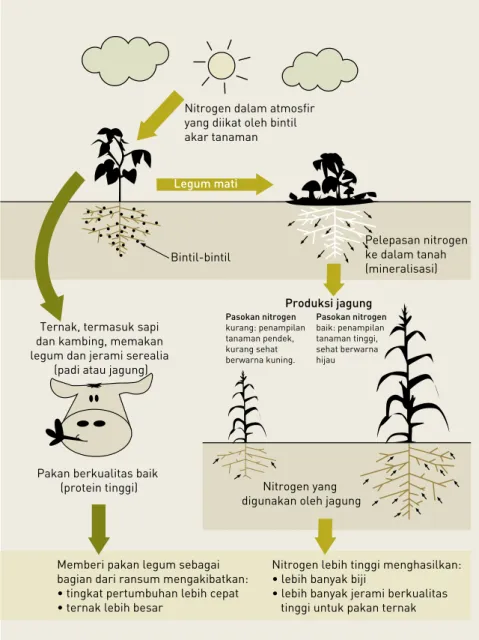 Gambar 6:  Siklus Nitrogen (N) memperlihatkan pengikatan N di udara  dan kontribusi legum hijauan untuk produksi ternak dan tanaman serealia  berikutnya.