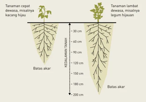 Gambar 13: Perbedaan kedalaman akar antara tanaman yang berumur pendek dan  panjang mempunyai dampak pada jumlah air tersedia untuk produksi biomasa
