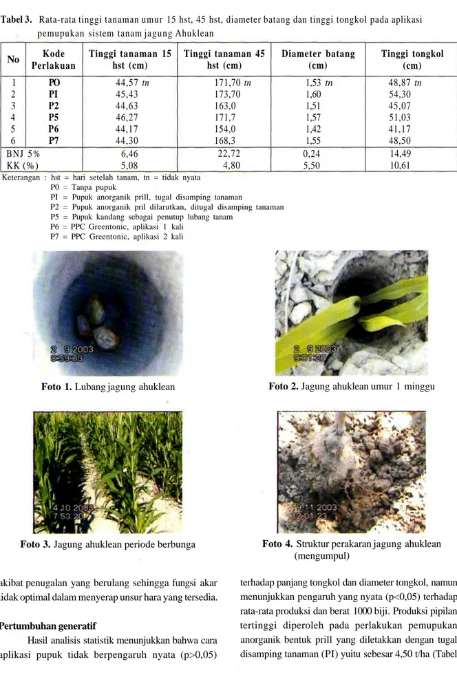 Tabel 3. Rata-rata tinggi tanaman umur 15 hst, 45 hst, diameter batang dan tinggi tongkol pada aplikasi pemupukan sistem tanam jagung Ahuklean