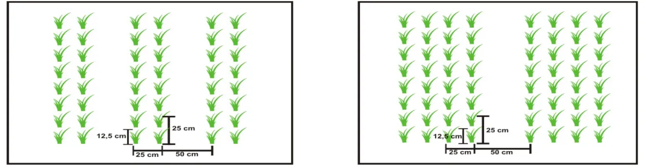 Gambar 1.  Jajar legowo tipe 2:1 (kiri) dan jajar legowo tipe 4:1 (kanan)