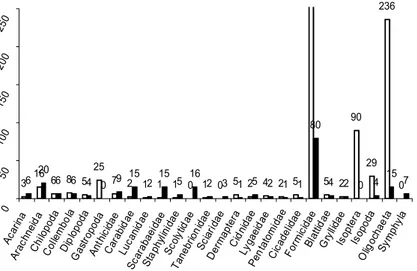 Gambar 2. Jumlah individu pada setiap taksa fauna tanah di T. Keusik dan Cimanggu (Kolom Kosong = T