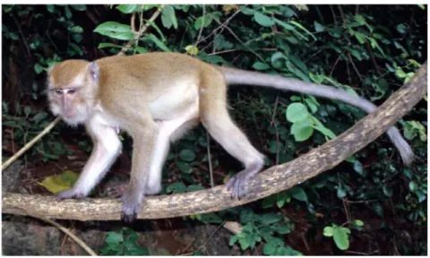 Gambar 1.  Monyet Ekor Panjang (Macaca fascicularis) 