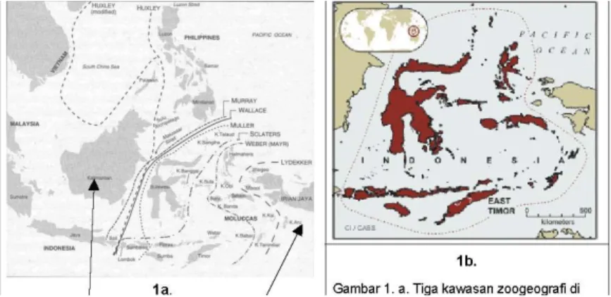 Gambar  1  (A.)  Tiga  kawasan  zoogeografi  di  Indonesia  :  Oriental,  Australian,  dan  kawasan  peralihan  Wallacea;  (B.)  Pulau-pulau  yang  tercakup  dalam  kawasan  Wallacea