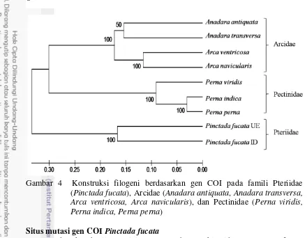 Gambar 4  Konstruksi filogeni berdasarkan gen COI pada famili Pteriidae 