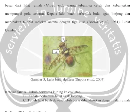 Gambar 3. B