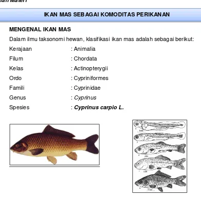 Gambar 1. Ikan Mas 
