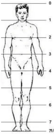 Gambar 1.36. Proporsi tubuh manusia (Sumber: Mofit)