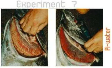 Gambar 3. Perbedaan insang ikan segar dan ikan yang sudah membusuk 