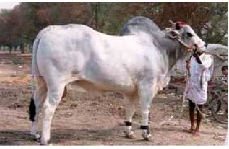 Gambar 7. Sapi Ongole Jantan 