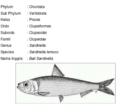 Gambar 1. Ikan lemuru (Sardinella lemuru) 