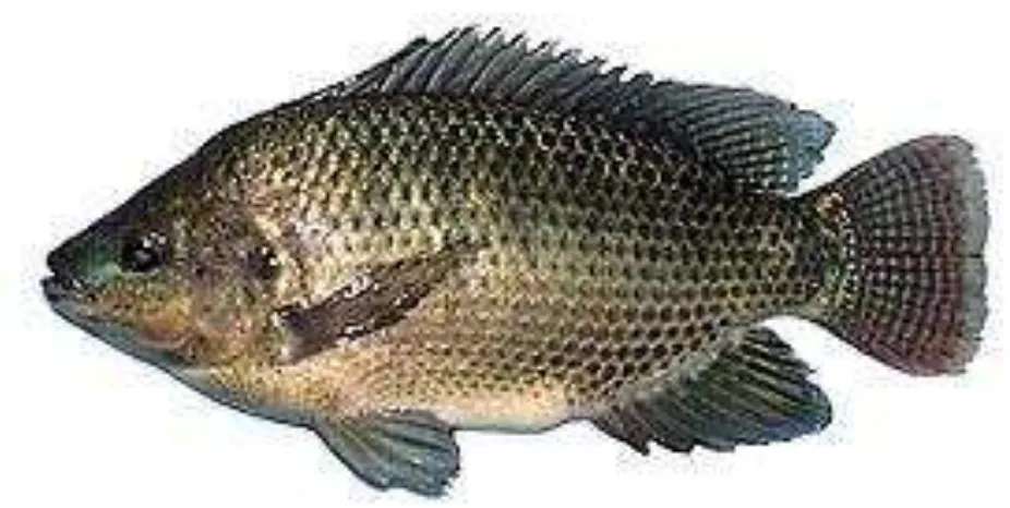 Gambar Ikan nila 