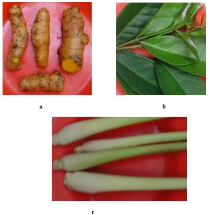 Gambar 6. Bumbu masak untuk menghilangkan bau lumpur pada ikan nila (a) kunyit, (b) daun salam, (c) sereh