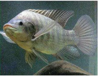 Gambar Ikan Nila 