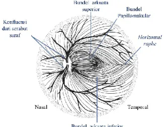Gambar 4. Berkas Serabut Saraf Retina   Dikutip dari:  Liu dkk. 17