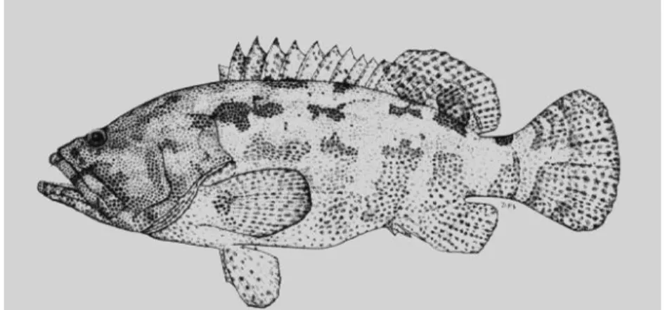 Gambar 2. Ikan kerapu macan (Ephinephelus fuscoguttatus) 