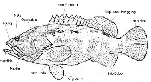Gambar 2. Morfologi Ikan Kerapu Macan (Epinephelus fuscoguttatus)   Sumber : Subyakto dan Cahyaningsih (2003) 