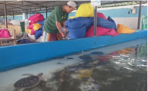 Gambar 1. Bak penampungan tukik dan penyu sebelum dilepas ke laut  (https://www.mandalikapost.com/) 