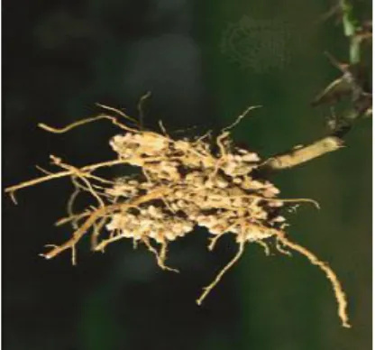 Gambar 2.2. Akar Mucuna bracteata  d.  Bunga 