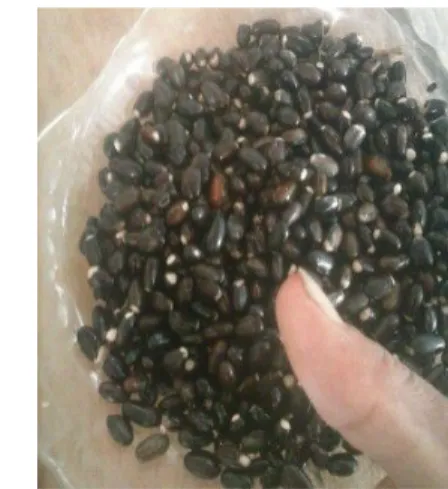 Gambar e. Biji Mucuna bracteata  2.2  Syarat tumbuh 